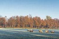 In the beautiful light of the sun, the sheep stand on a cold morning in autumn.