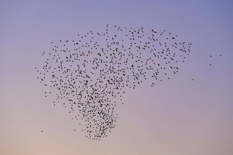 Spreeuwen wolk met vliegende vogels in de lucht tijdens zonsondergang van Sjoerd van der Wal Fotografie