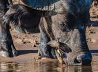 Ochsenknechte auf Büffelkopf