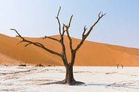 La Namibie : une terre d'extrêmes et de beauté à couper le souffle.