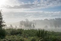 Nationalpark De Meinweg Roode Beek bei steigendem Nebel