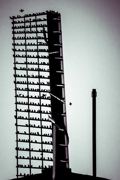 Vögel auf den Flügeln von Bas Nuijten