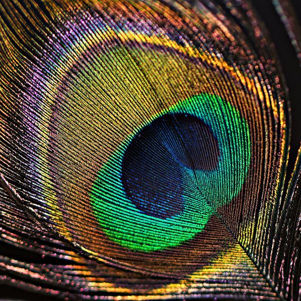 plume de paon par Jessica Berendsen