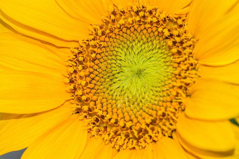 Sunny Herzen von Irene Lommers