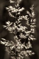 Wild oats, grass in sepia