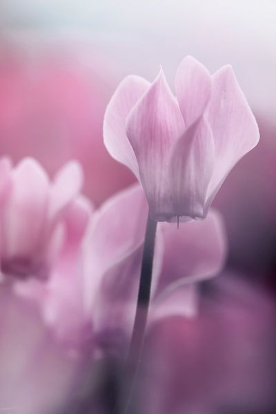 Romantisches Alpenveilchen in Nahaufnahme. von Ellen Driesse