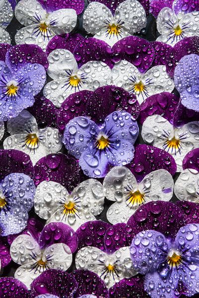 Wallflowers: A wall full of pansies with droplets by Marjolijn van den Berg