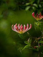 Chèvrefeuille sauvage