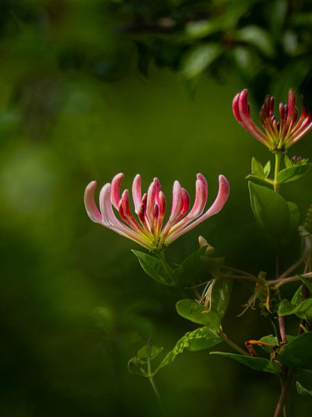 Wildes Geißblatt von Willemijn Wolthaus