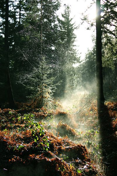 Nebliger Wald von Milou VDB