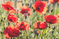 Coquelicots au bord de la route