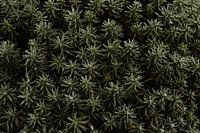 A forest of icy star moss