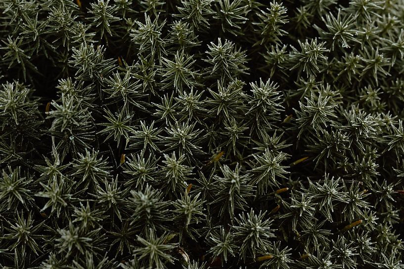 Ein Wald aus eisigem Sternenmoos von Jolijn Gommans
