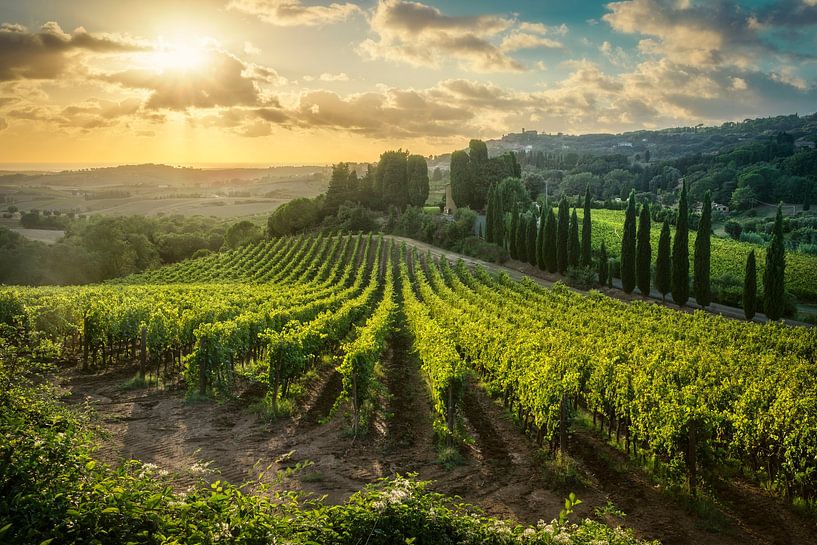 Tuscan Vineyard Sunset. Casale Marittimo, Alta Maremma, Italy by Stefano Orazzini