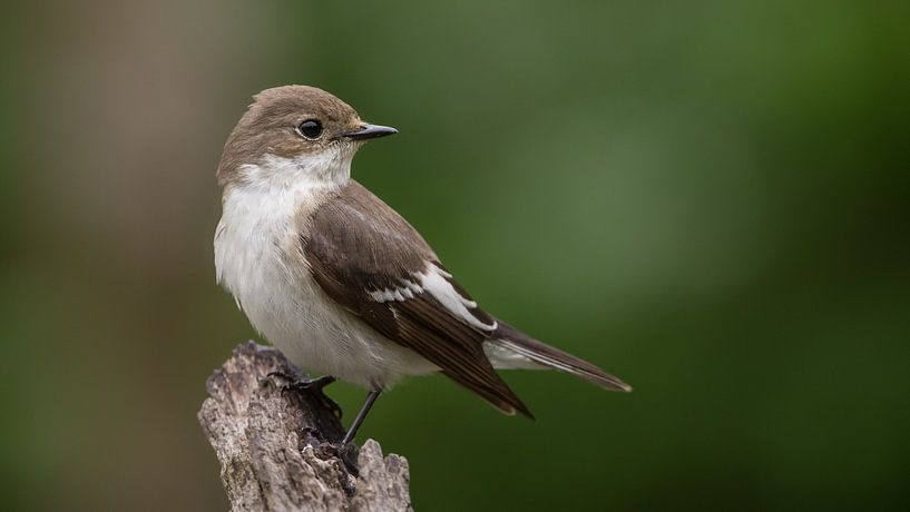 Bonte vliegenvanger von Jan Jongejan