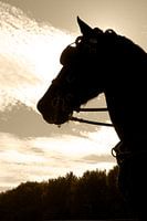Tegenlicht met een Fries paard