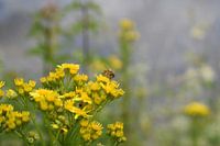 Insect op gele bloem