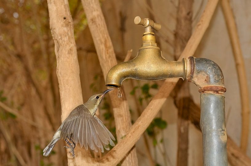 Beautiful Sunbird female quenches her dosrt at the water tap. by Hans Hut