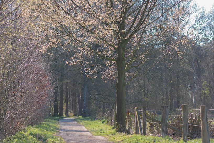 avenue du printemps par Tania Perneel