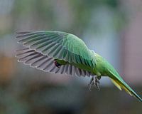 Collared parakeet - landing...