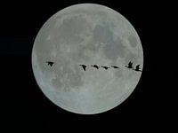 Vollmond mit über fliegende Gänse schwarz weiß