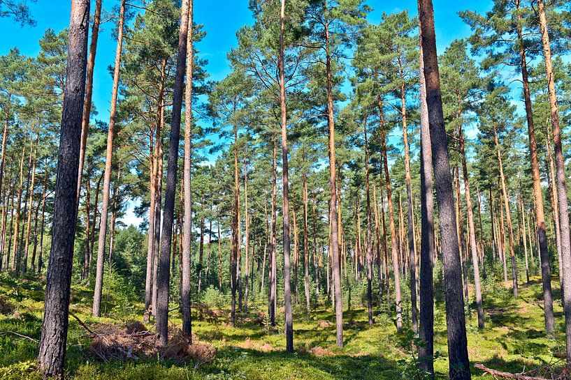 Summer morning in the magical pine forest by Silva Wischeropp
