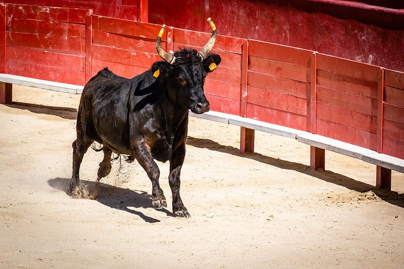 Taureau dans une arène par Dieter Walther