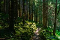 Le chemin enchanté de Caoria