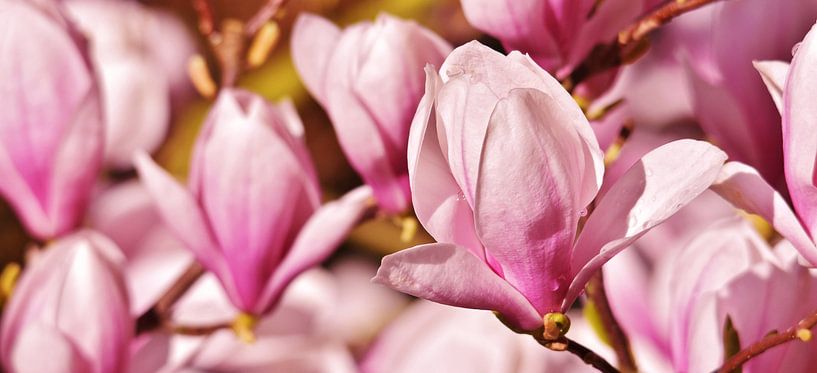 beautiful Alexandrina magnolia flowers by Werner Lehmann