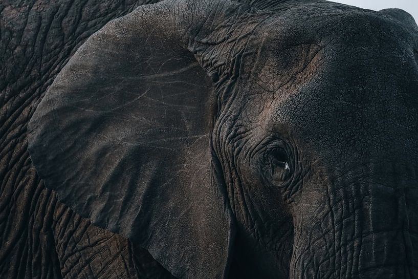 Elefant von G. van Dijk