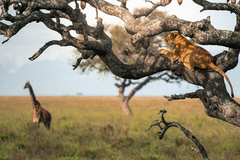 Löwin im Baum beobachtet die Ebene – Serengeti, Tanzania von RobinV