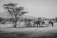 Zebras hiding from the sun in the shade of a tree