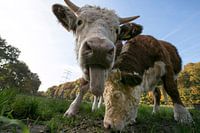 Twee Hereford koeien.