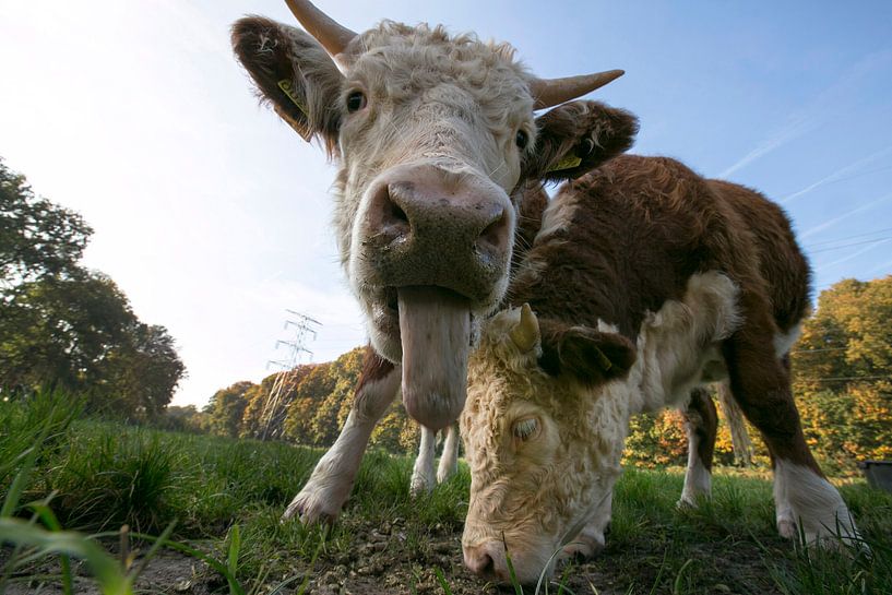 Twee Hereford koeien. von Luuk van der Lee