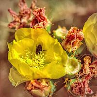 Nachwirkungen einer Catus-Blüte