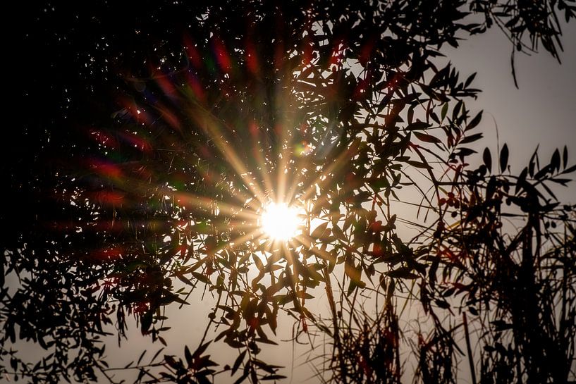 Fackelsonne von Gonnie van Roij