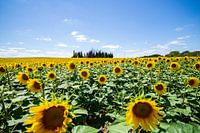 Sunflowers in France
