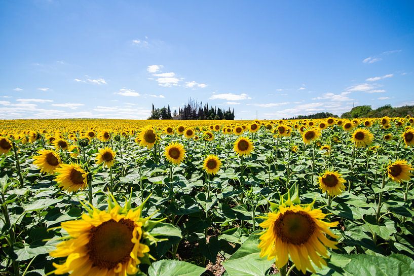 Sunflowers in France by Jacky van Schaijk