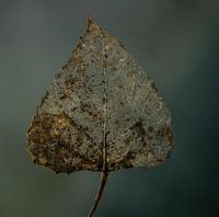 Blatt Natur