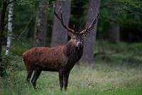 Hauptstadt-Rothirsch