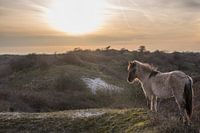 Konikpaard op een duintop met tegenlicht