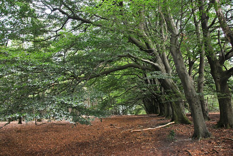 Alte Baumallee in den Planken Wambuis von M de Vos