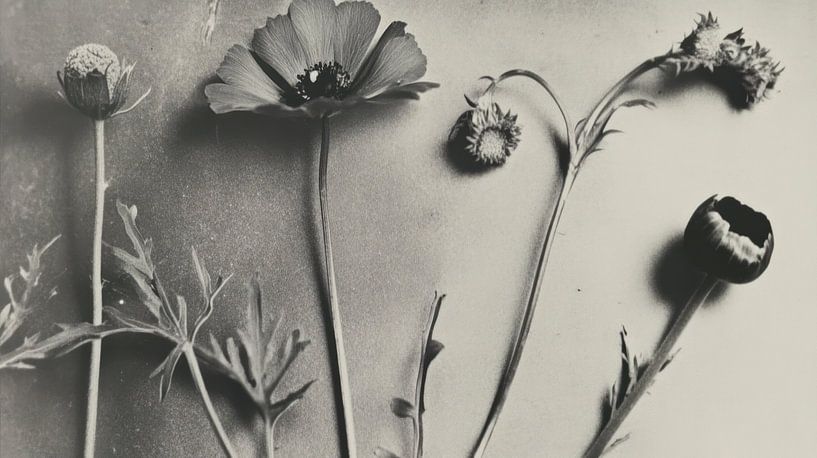 Botanical art by Franka Poulain