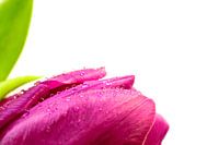 Tulp Lila met waterdruppels Close-Up