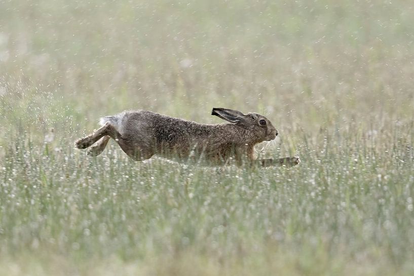Brown Hare / European Hare ( Lepus europaeus ) on a rainy day, running through a wet meadow, stretch by wunderbare Erde