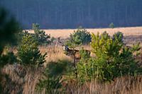 Edelherten op de Veluwe