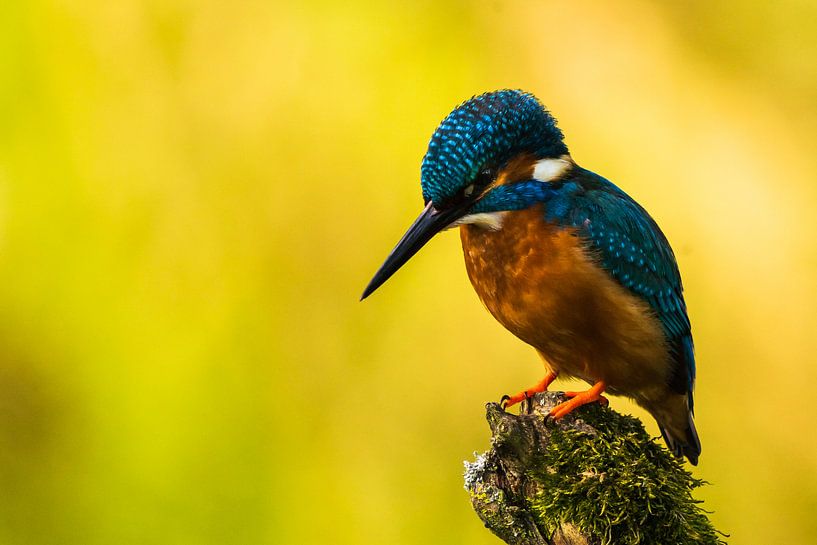 martin-pêcheur par roeland scheeren
