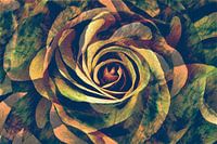 Tanz der Rosenblütenblätter