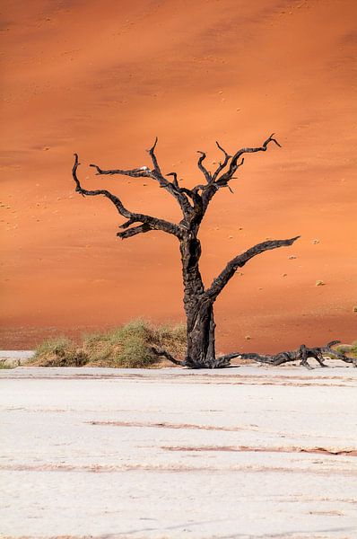 Deadvlei by Dirk Smets