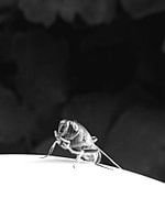 Vlieg in black and white